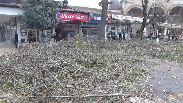 Ağaçlarda budama işlemi devam ediyor G5