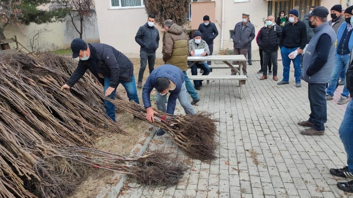 Boz&uuml;y&uuml;k&rsquo;te &ccedil;ift&ccedil;ilere ceviz fidanı dağıtımı yapıldı