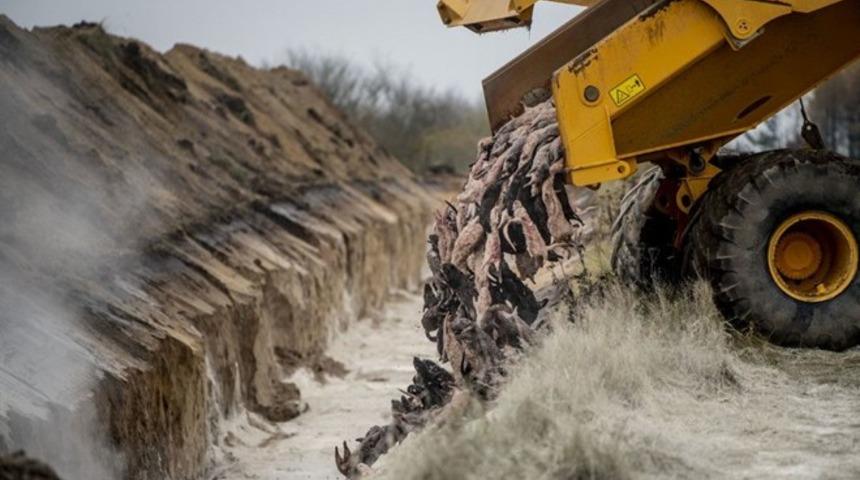 Danimarka'dan karar: 4 milyon vizon topraktan çıkarılıp yakılacak