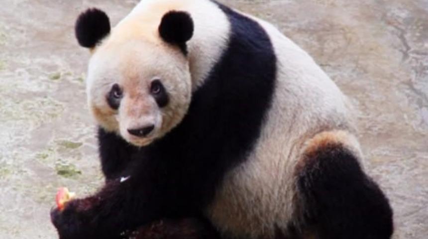 D&uuml;nya&rsquo;nın en yaşlı pandası &ouml;ld&uuml;