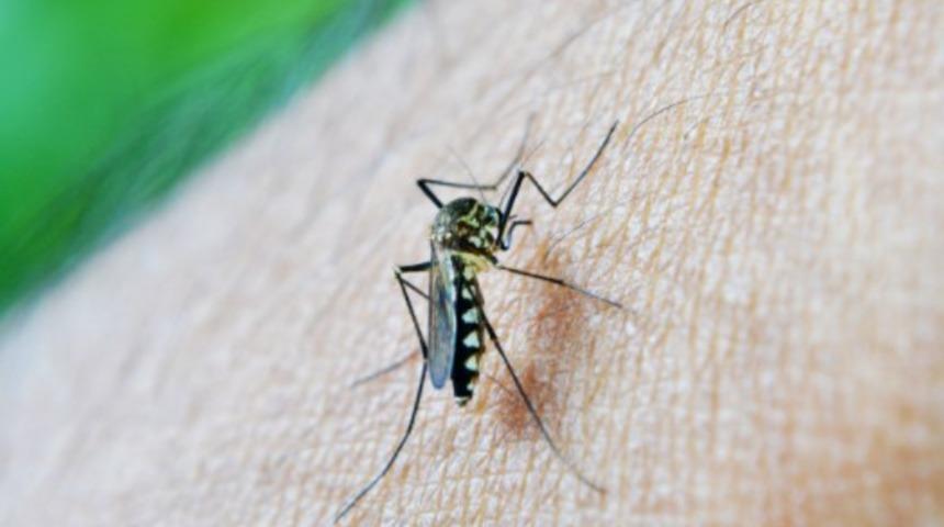 Yaz günlerinin kâbusu: Sivrisinek ısırığına ne iyi gelir?