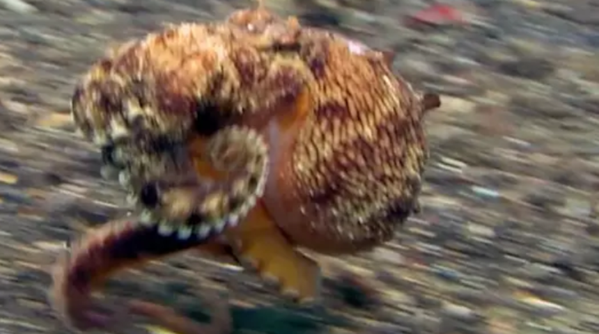 Ahtapotun deniz tabanında yürüyüşü olay oldu! 'İnanılmaz bir an'