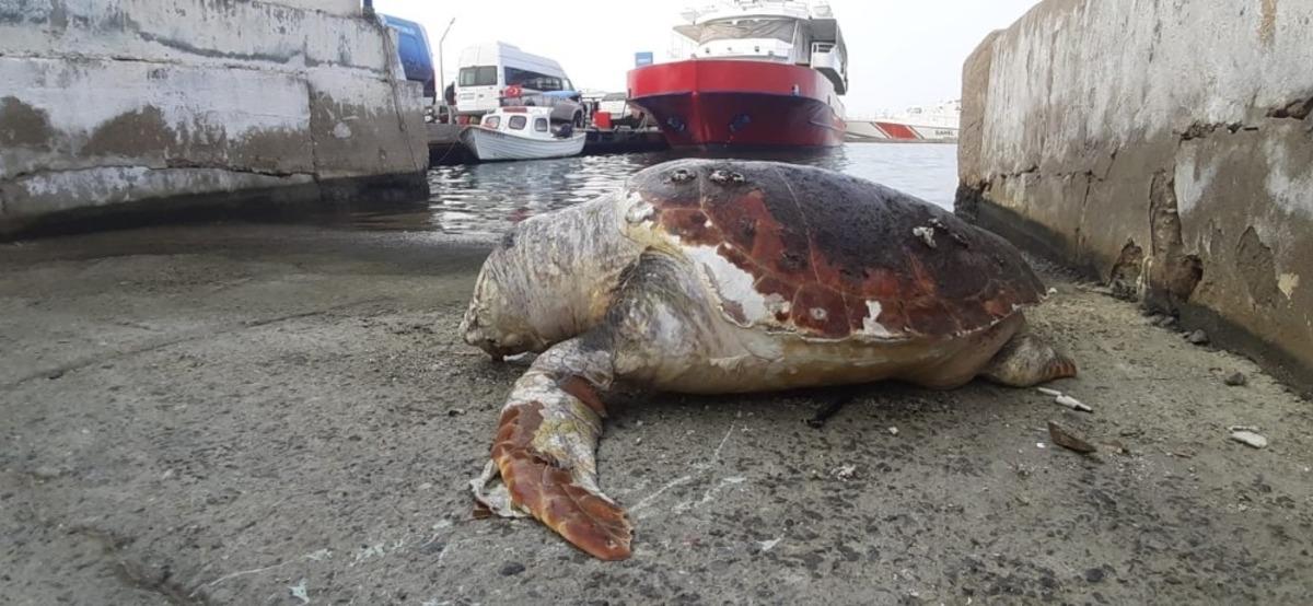 Kuşadası&rsquo;nda 45 yaşında caretta caretta kıyıya vurdu