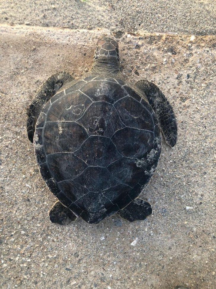 Kuşadası’nda 45 yaşında caretta caretta kıyıya vurdu G2