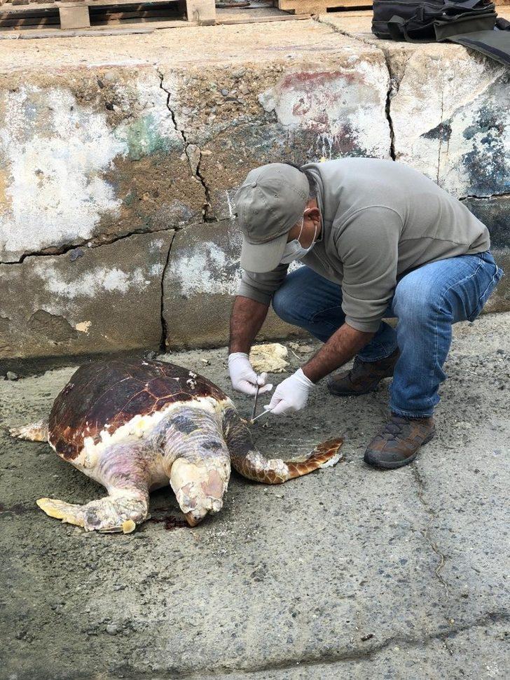 Kuşadası’nda 45 yaşında caretta caretta kıyıya vurdu G3