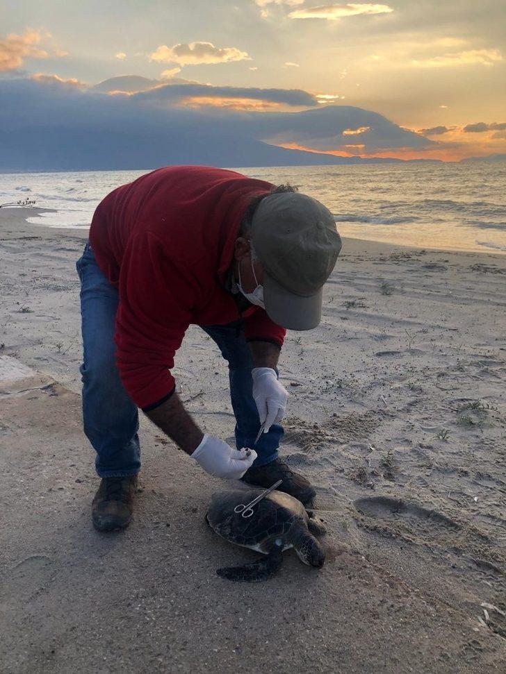 Kuşadası’nda 45 yaşında caretta caretta kıyıya vurdu G4