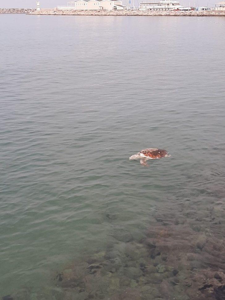 Kuşadası’nda 45 yaşında caretta caretta kıyıya vurdu G5