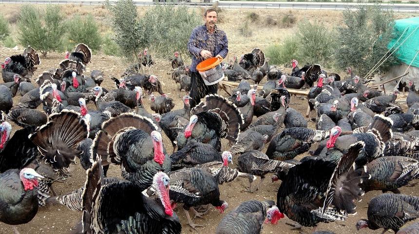 Yılbaşı hindileri el yakıyor! Fiyatı 250 TL oldu