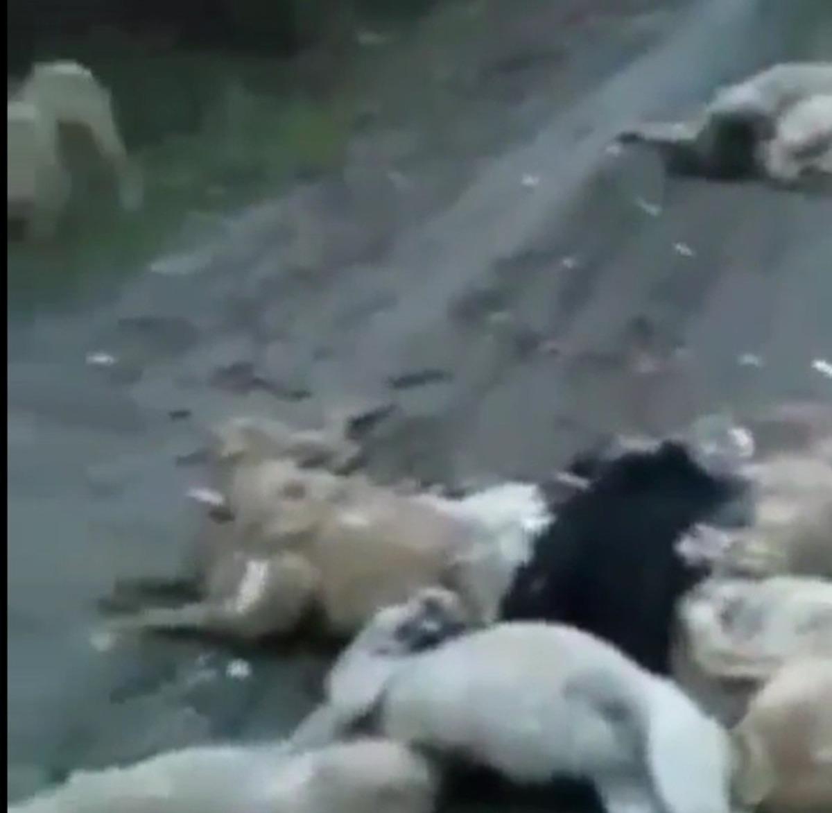 Onlarcasını &ouml;ld&uuml;r&uuml;p Bursa ormanlarına attılar