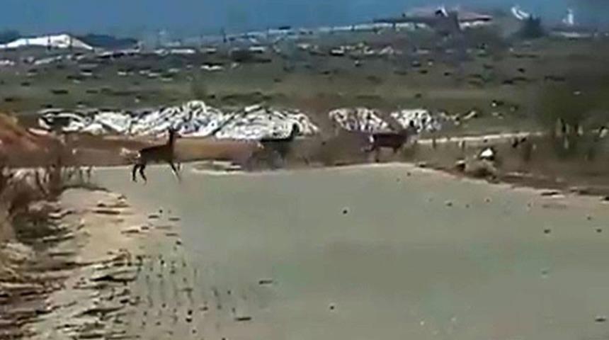 Geyik sürüsü yerleşim alanı yakınlarında görüntülendi