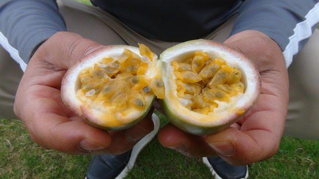 Çarkıfelek yeni geçim kaynağı oldu! Tanesi 20 liradan satılıyor