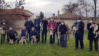 Artan kurt saldırıları sonrası kaymakamlık kangal köpeği dağıttı