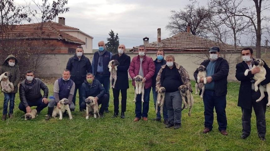 Artan kurt saldırıları sonrası kaymakamlık kangal köpeği dağıttı