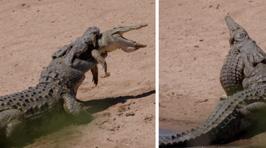 Yarım ton ağırlığındaki timsah, diğer timsahı yedi!