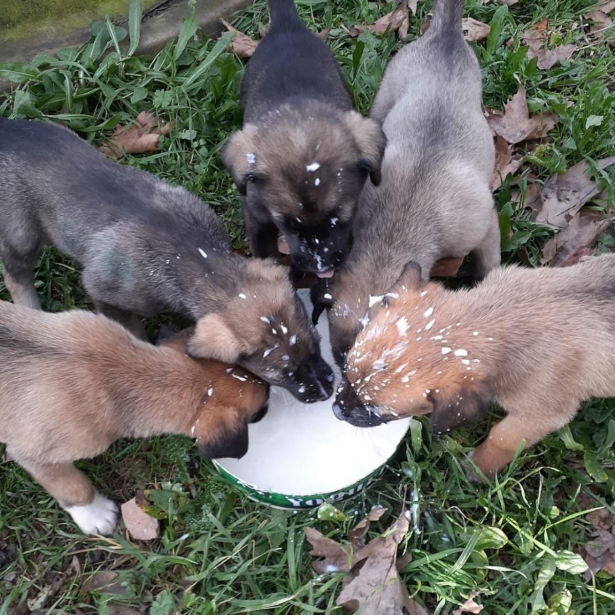 Sokak hayvanları unutulmadı