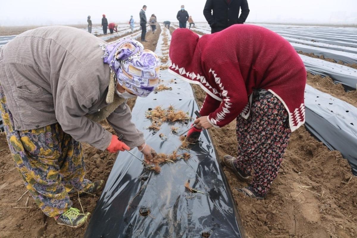 Bismil Belediyesi kadınlara y&ouml;nelik iş ortamı oluşturmak adına &rsquo;&Ccedil;ilek Okulu&rsquo; a&ccedil;tı