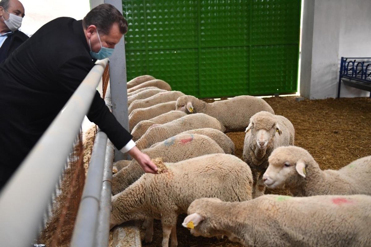 Balıkesir&rsquo;in ilk tescilli kuzuları d&uuml;nyaya geldi