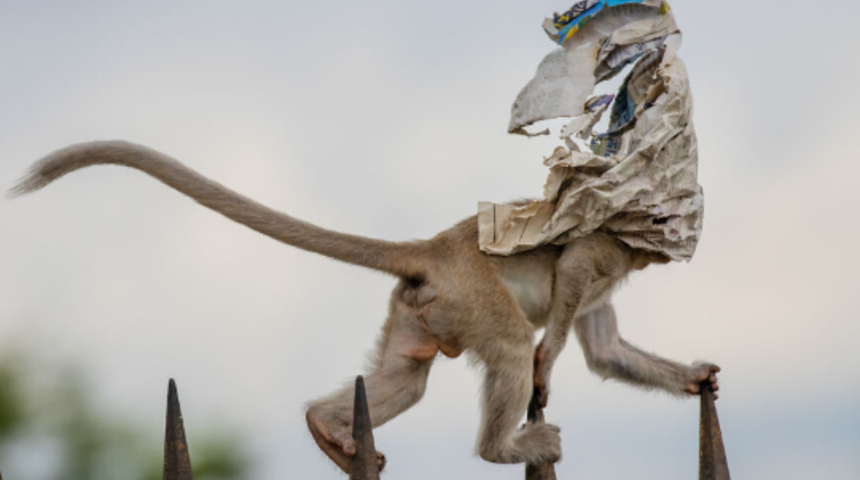 Her şeye rağmen dünyanın çok güzel bir yer olduğunu kanıtlayan 2020 yılının en iyi doğa fotoğrafları!