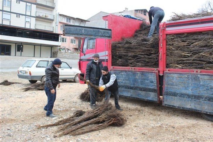 Osmaneli’de çiftçilere ceviz fidanı dağıtımı yapıldı G2