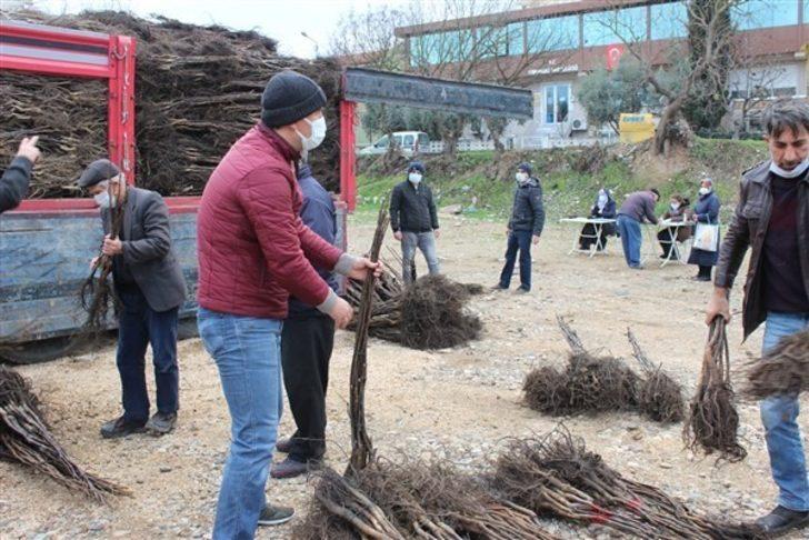 Osmaneli’de çiftçilere ceviz fidanı dağıtımı yapıldı G3