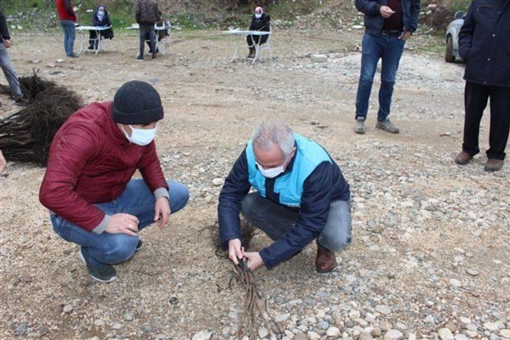 Osmaneli’de çiftçilere ceviz fidanı dağıtımı yapıldı G4