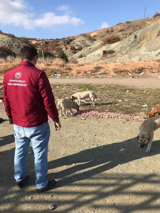 İl Tarım ve Orman Müdürlüğü sokak hayvanlarını unutmadı