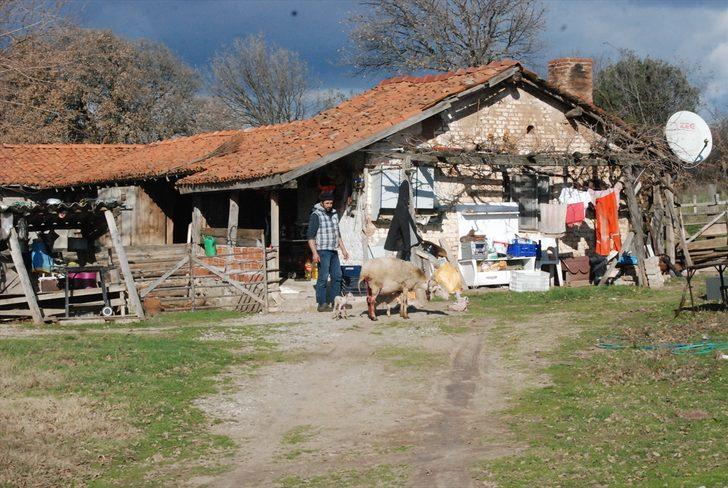 Bayramiçli üreticinin koyunu tek batında altı kuzu doğurdu G1