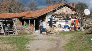 Bayramiçli üreticinin koyunu tek batında altı kuzu doğurdu