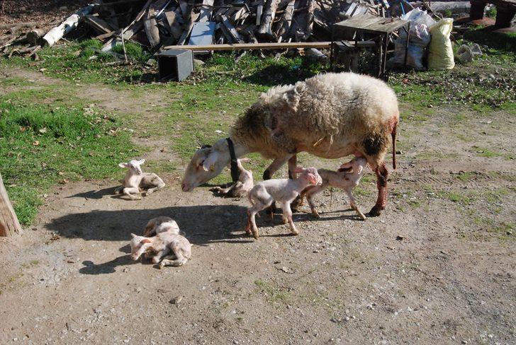 Bayramiçli üreticinin koyunu tek batında altı kuzu doğurdu G2