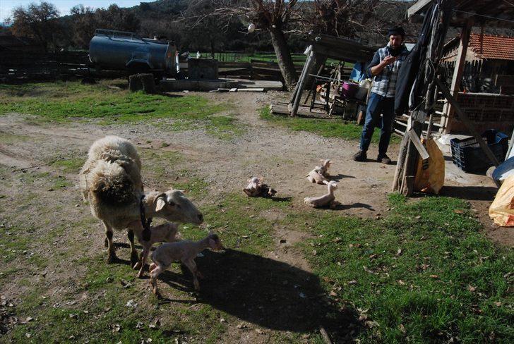 Bayramiçli üreticinin koyunu tek batında altı kuzu doğurdu G3