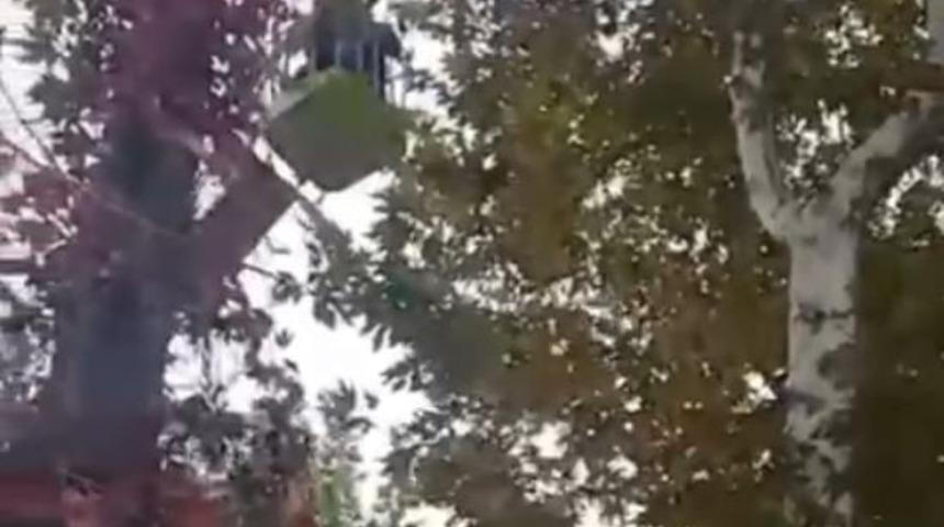 Ağa&ccedil;ta mahsur kalan papağanı itfaiye kurtardı