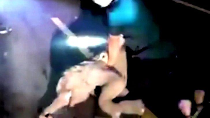 Tayland’da motosikletin çarptığı yavru fil kalp masajıyla hayata döndürüldü G2