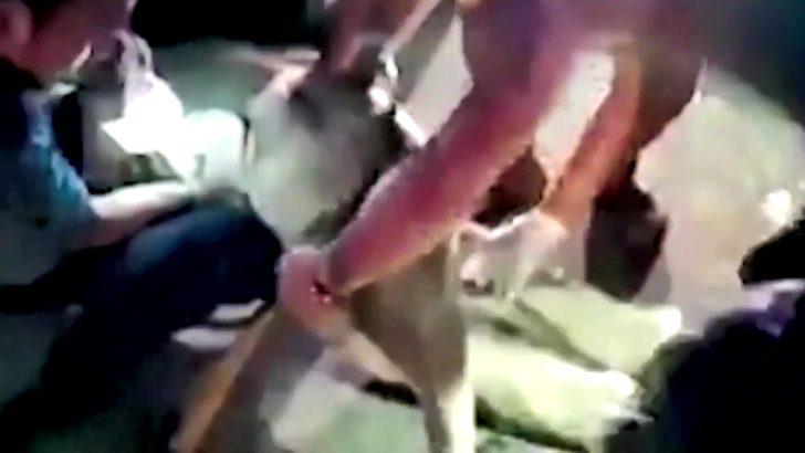 Tayland’da motosikletin çarptığı yavru fil kalp masajıyla hayata döndürüldü G3