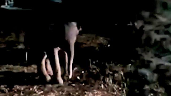 Tayland’da motosikletin çarptığı yavru fil kalp masajıyla hayata döndürüldü G4