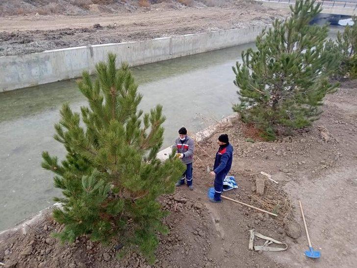 Altıntaş Avşar deresi ağaçlandırma çalışmaları G2