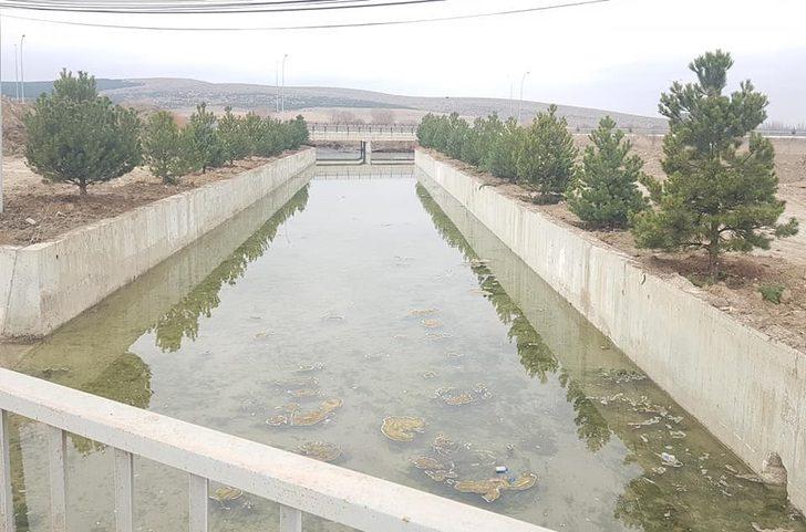 Altıntaş Avşar deresi ağaçlandırma çalışmaları G3