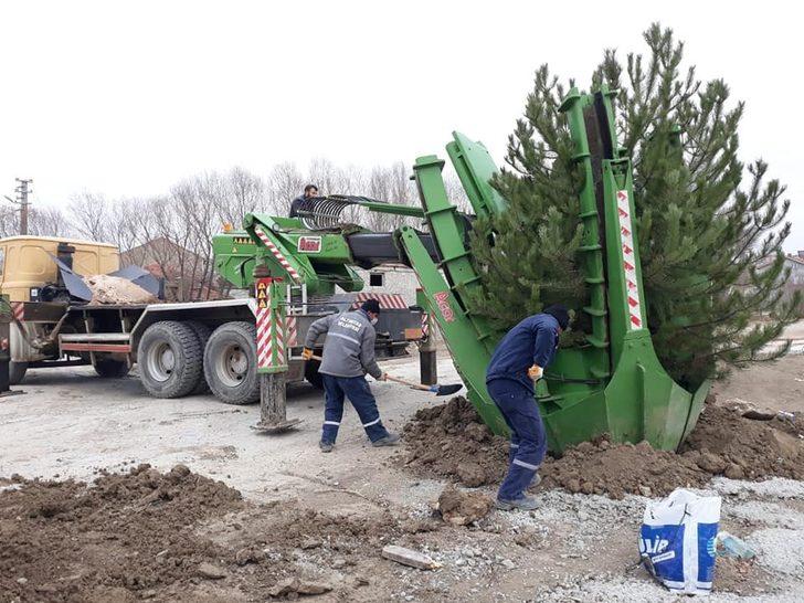 Altıntaş Avşar deresi ağaçlandırma çalışmaları G5