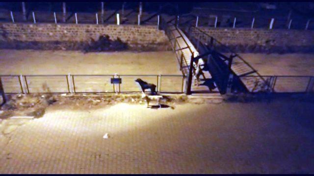 Yeşilhisar’da başıboş köpekler korku saçıyor