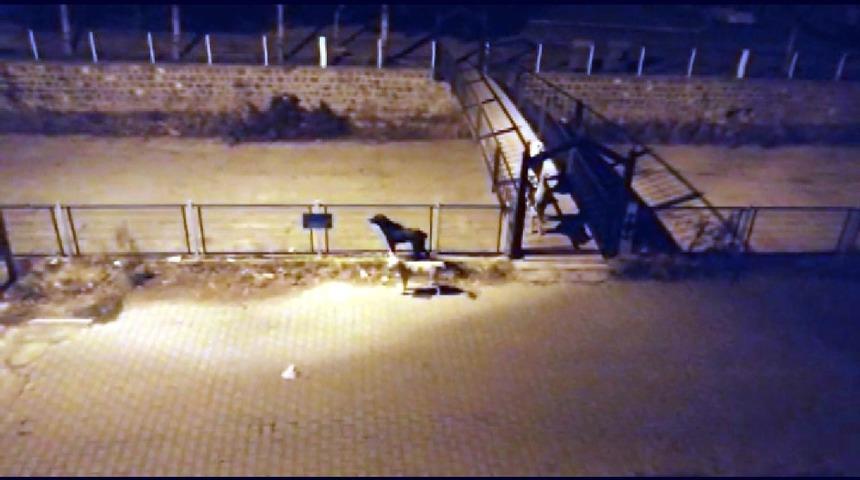 Yeşilhisar&rsquo;da başıboş k&ouml;pekler korku sa&ccedil;ıyor