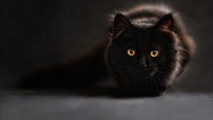 Rüyada kara kedi görmek ne anlama gelir? Rüyada kara kedi yavrusu, ısırması görmek ne demek?