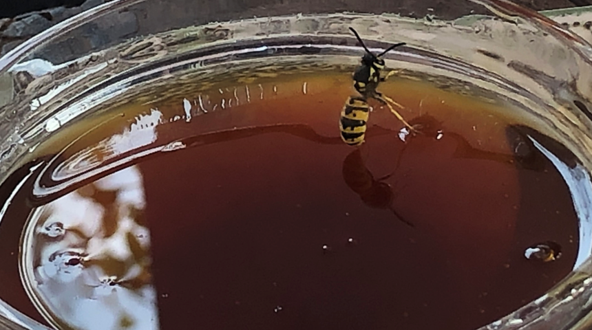 Hatay'ın şifa kaynağı: Püren balı! Karaciğer yağlanmasından tutun...