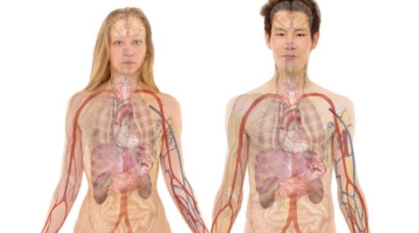 Boşaltım sisteminiz d&uuml;zg&uuml;n &ccedil;alışıyor mu?