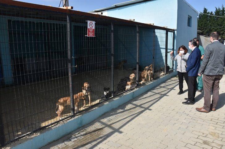 Tekirdağ’da 2 bin 540 kedi ve köpeğe tıbbi müdahale G1
