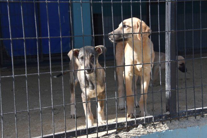 Tekirdağ’da 2 bin 540 kedi ve köpeğe tıbbi müdahale G2