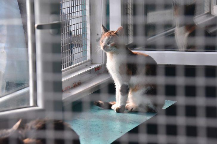 Tekirdağ’da 2 bin 540 kedi ve köpeğe tıbbi müdahale G3