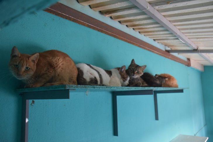 Tekirdağ’da 2 bin 540 kedi ve köpeğe tıbbi müdahale G4