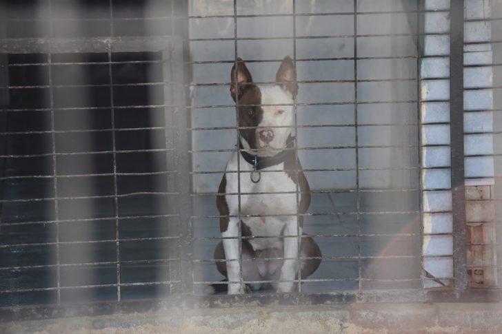 Tekirdağ’da 2 bin 540 kedi ve köpeğe tıbbi müdahale G5