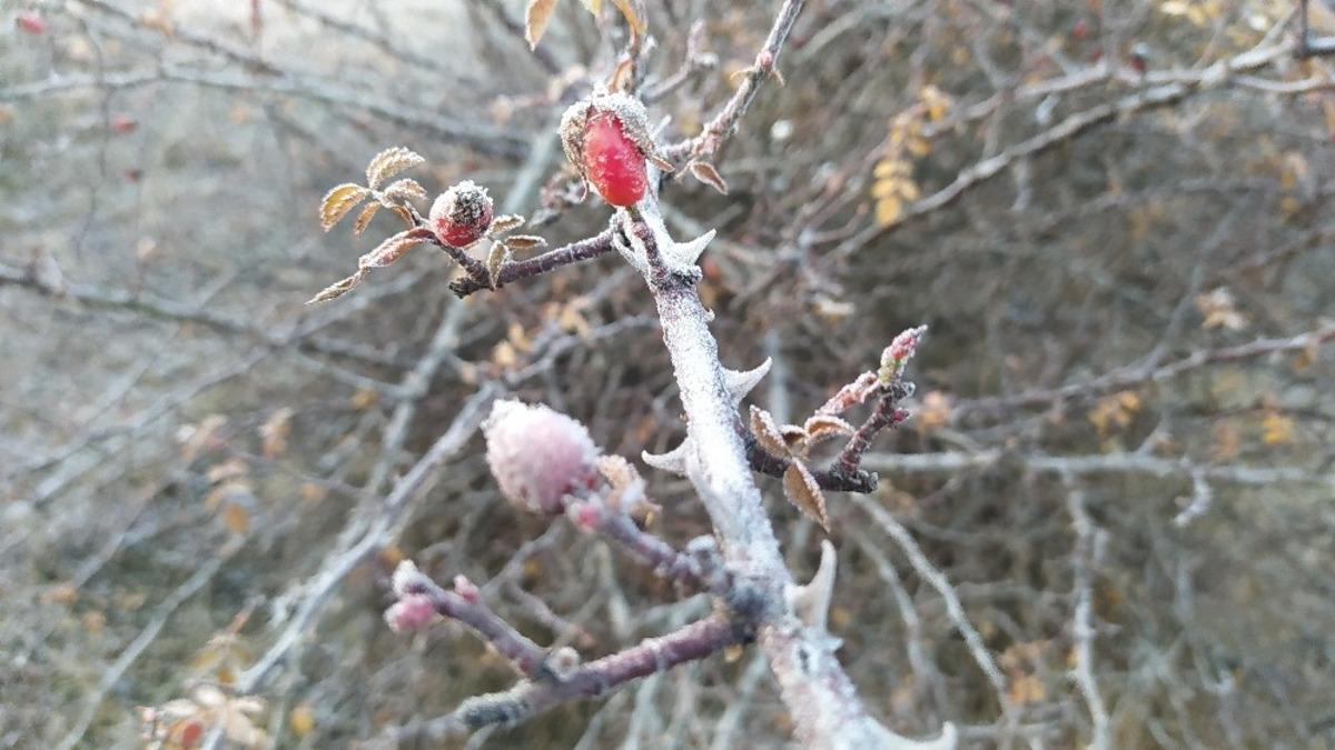 K&uuml;tahya&rsquo;da kırağı g&uuml;zelliği