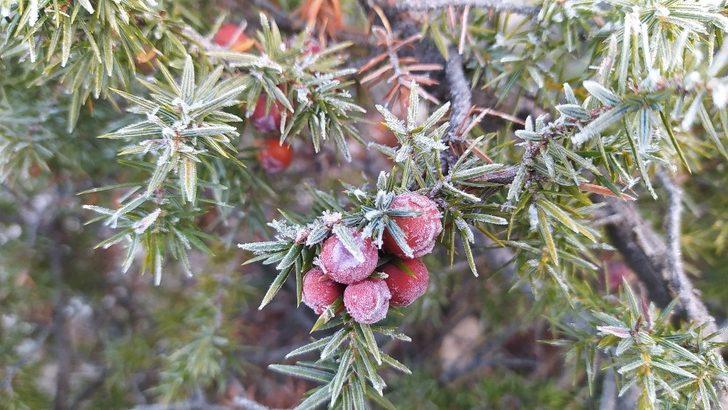Kütahya’da kırağı güzelliği G2