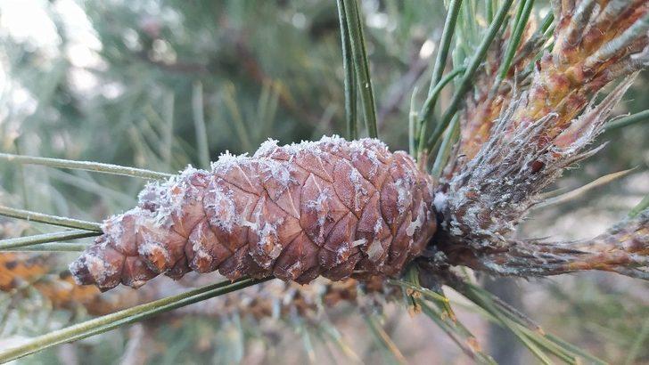 Kütahya’da kırağı güzelliği G4
